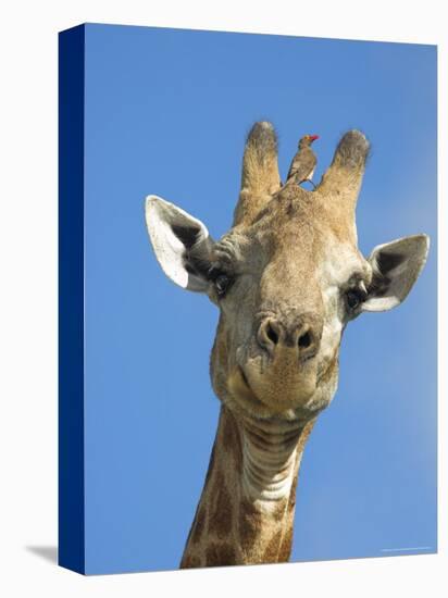 Giraffe, Giraffa Camelopardalis, with Redbilled Oxpecker, Mpumalanga, South Africa-Ann & Steve Toon-Premier Image Canvas