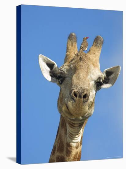 Giraffe, Giraffa Camelopardalis, with Redbilled Oxpecker, Mpumalanga, South Africa-Ann & Steve Toon-Premier Image Canvas
