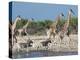 Giraffe (Giraffa Camelopardis) and Zebras (Equus Burchelli), Etosha Nat'l Park, Namibia-Kim Walker-Premier Image Canvas