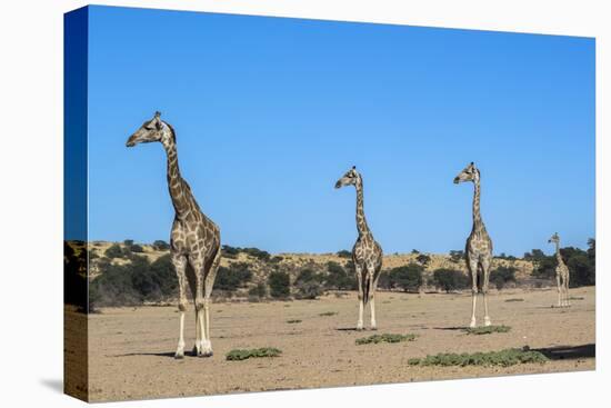 Giraffe (Giraffe camelopardalis), Kgalagadi Transfrontier Park-Ann and Steve Toon-Premier Image Canvas