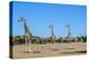 Giraffe (Giraffe camelopardalis), Kgalagadi Transfrontier Park-Ann and Steve Toon-Premier Image Canvas