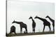 Giraffe Herd, Chobe National Park, Botswana-Paul Souders-Premier Image Canvas