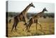 Giraffe Herd-null-Premier Image Canvas