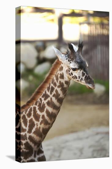 Giraffe I-Karyn Millet-Premier Image Canvas