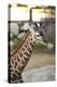 Giraffe I-Karyn Millet-Premier Image Canvas