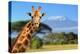 Giraffe in Front of Kilimanjaro Mountain - Amboseli National Park Kenya-Volodymyr Burdiak-Premier Image Canvas