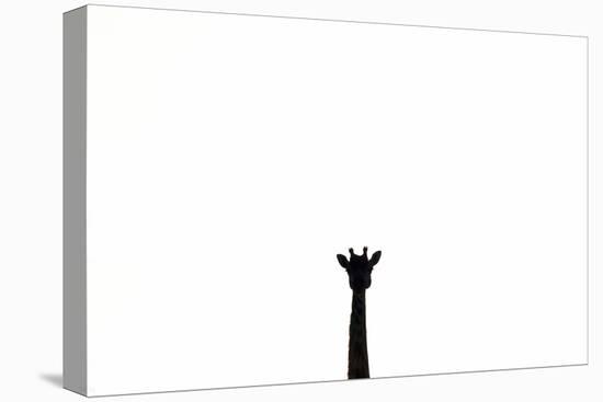 Giraffe in Serengeti, Tanzania-Paul Joynson Hicks-Premier Image Canvas