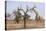 Giraffe in the Park of Koure, 60 Km East of Niamey, Niger-Godong-Premier Image Canvas