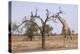 Giraffe in the Park of Koure, 60 Km East of Niamey, Niger-Godong-Premier Image Canvas