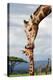 Giraffe Kissing Baby-null-Stretched Canvas