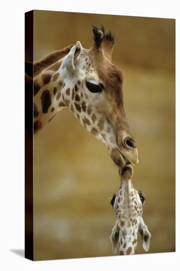 Giraffe Kissing Young Giraffe-null-Premier Image Canvas