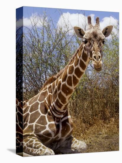 Giraffe Lying Down, Loisaba Wilderness, Laikipia Plateau, Kenya-Alison Jones-Premier Image Canvas