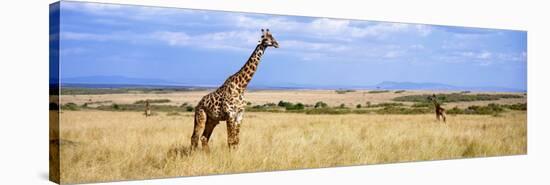 Giraffe, Maasai Mara, Kenya-null-Premier Image Canvas