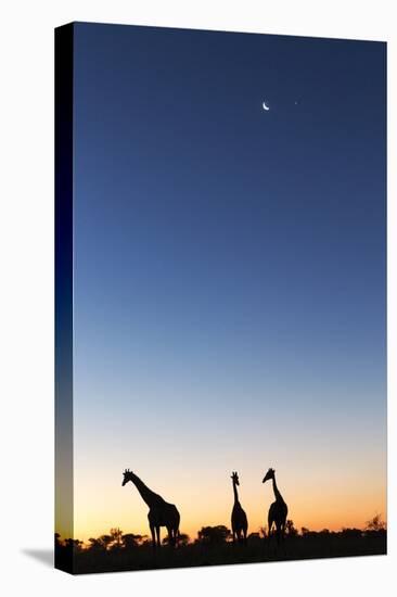 Giraffe, Makgadikgadi Pans National Park, Botswana-Paul Souders-Premier Image Canvas