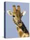 Giraffe, Male Head Portrait, Namibia-Tony Heald-Premier Image Canvas