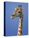 Giraffe, Male Portrait, Etosha National Park, Namibia-Tony Heald-Premier Image Canvas