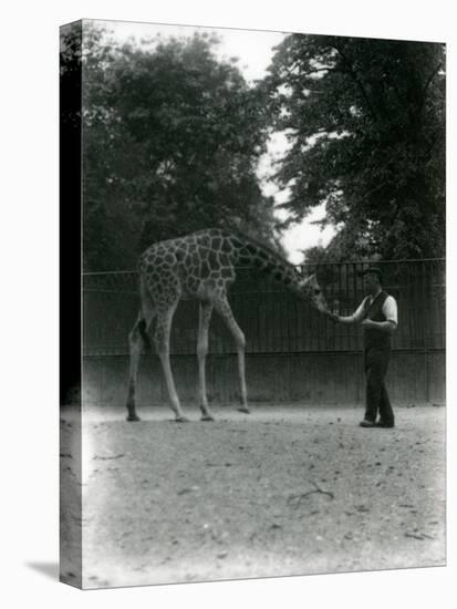 Giraffe 'Maud' Feeding from Keeper's Hand, London Zoo June 1953-Frederick William Bond-Premier Image Canvas