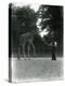 Giraffe 'Maud' Feeding from Keeper's Hand, London Zoo June 1953-Frederick William Bond-Premier Image Canvas