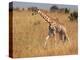 Giraffe, Murchison Falls Conservation Area, Uganda, Africa-Ivan Vdovin-Premier Image Canvas