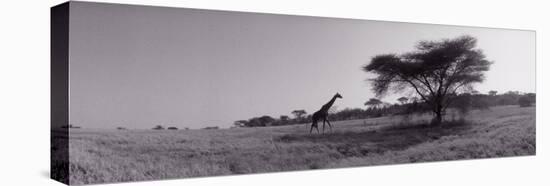 Giraffe on the Plains, Kenya, Africa-null-Premier Image Canvas