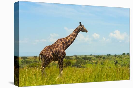 Giraffe on the savanna, Murchison Falls National park, Uganda-Keren Su-Premier Image Canvas