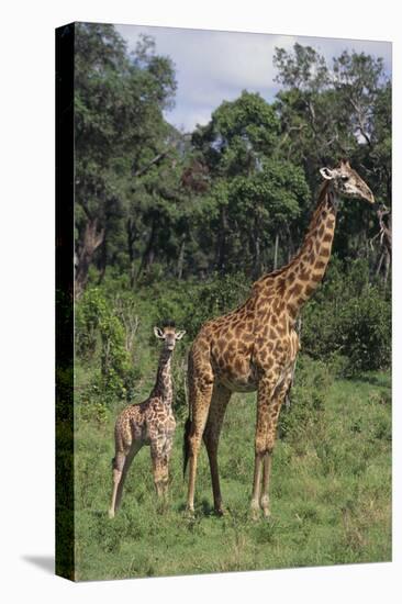 Giraffe Parent and Young-DLILLC-Premier Image Canvas