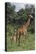 Giraffe Parent and Young-DLILLC-Premier Image Canvas