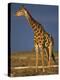 Giraffe Portrait at Sunset, Etosha Np, Nambia-Tony Heald-Premier Image Canvas