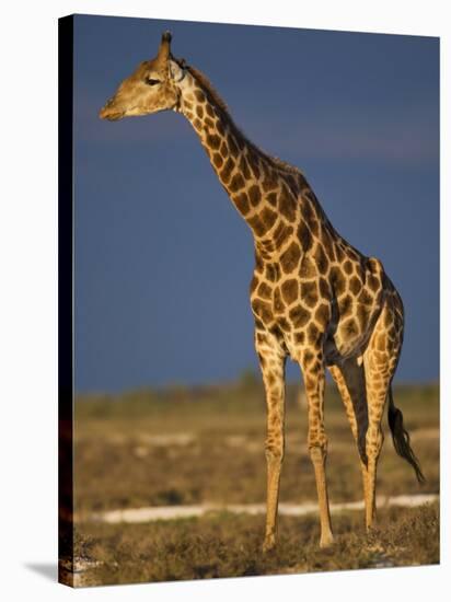 Giraffe Portrait at Sunset, Etosha Np, Nambia-Tony Heald-Premier Image Canvas