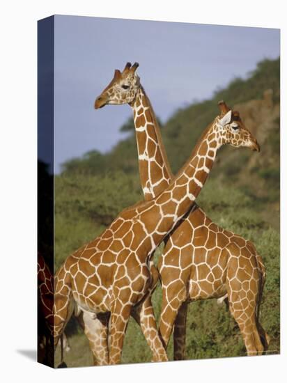 Giraffe, Sambura, Kenya, Africa-Robert Harding-Premier Image Canvas
