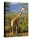 Giraffe, Samburu National Reserve, Kenya-Robert Harding-Premier Image Canvas