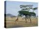 Giraffe, Serengeti National Park, Tanzania, East Africa, Africa-Robert Francis-Premier Image Canvas