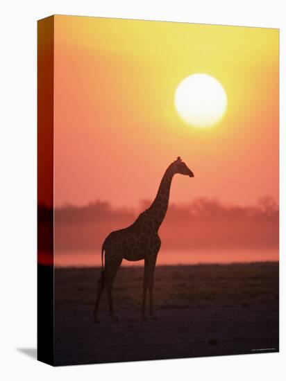 Giraffe Silhouette at Sunset, (Giraffa Camelopardalis) Etosha National Park, Namibia-Tony Heald-Premier Image Canvas