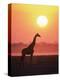 Giraffe Silhouette at Sunset, (Giraffa Camelopardalis) Etosha National Park, Namibia-Tony Heald-Premier Image Canvas