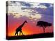 Giraffe silhouetted at sunrise, Masai Mara Game Reserve, Kenya-Adam Jones-Premier Image Canvas