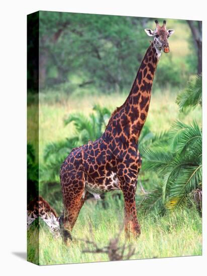 Giraffe, Tanzania-David Northcott-Premier Image Canvas