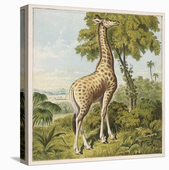 Giraffe Uses Its Dextrous Tongue to Pick off the Leaves from a Very Tall Tree-Joseph Kronheim-Stretched Canvas