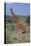 Giraffe Walking on the Savanna-DLILLC-Premier Image Canvas