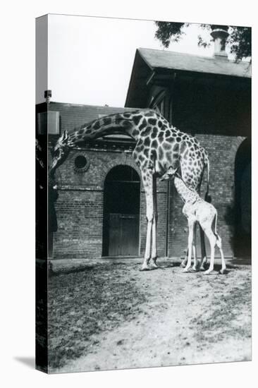 Giraffe with 3 Day Old Baby and Keeper at London Zoo, 1914-Frederick William Bond-Premier Image Canvas