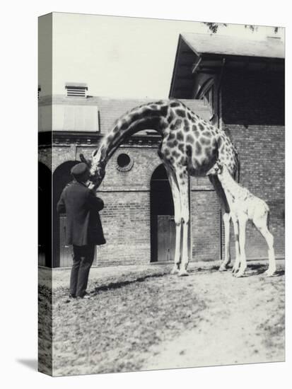 Giraffe with 3 Day Old Baby and Keeper at London Zoo, 1914-Frederick William Bond-Premier Image Canvas