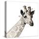 Giraffe-Philippe Debongnie-Stretched Canvas