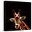 Giraffe-yuran-78-Premier Image Canvas