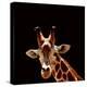 Giraffe-yuran-78-Premier Image Canvas