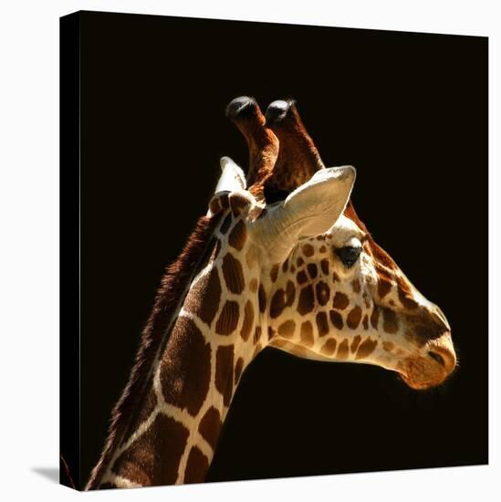 Giraffe-yuran-78-Premier Image Canvas