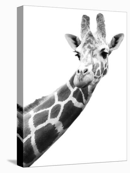 Giraffe-null-Premier Image Canvas