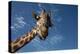 Giraffe-Rick Doyle-Premier Image Canvas