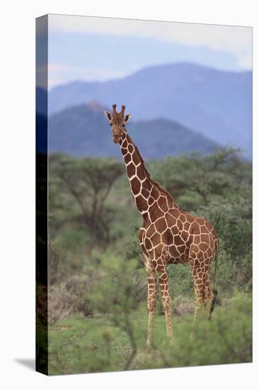 Giraffe-DLILLC-Premier Image Canvas