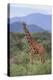 Giraffe-DLILLC-Premier Image Canvas