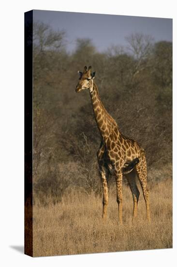 Giraffe-DLILLC-Premier Image Canvas