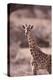 Giraffe-DLILLC-Premier Image Canvas